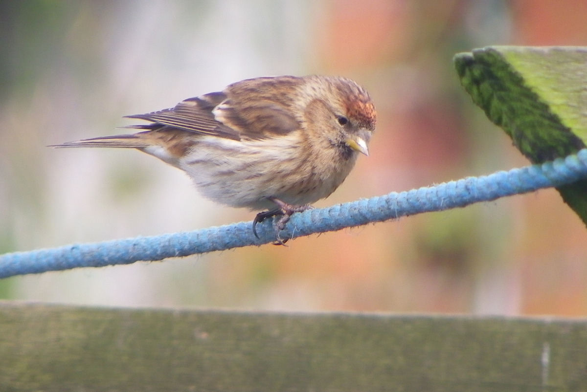 Redpoll walking a tightrope